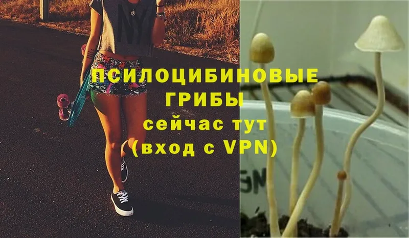 Галлюциногенные грибы Psilocybine cubensis  Баксан 